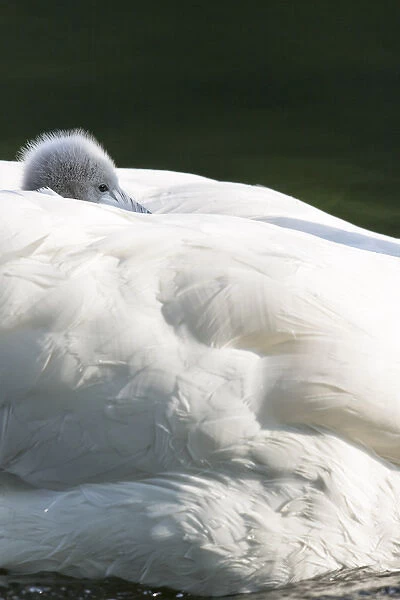Mute Swan (Cygnus olor), chick riding on the back. Europe, central europe, Germany