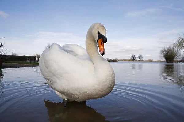 Mute Swan (Cygnus olor) on flooded field, England