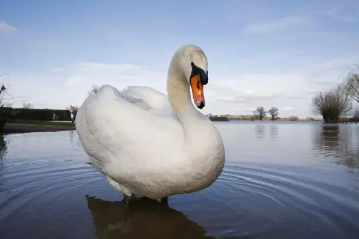 Framed Print : Mute Swan (Cygnus olor) on flooded field, England