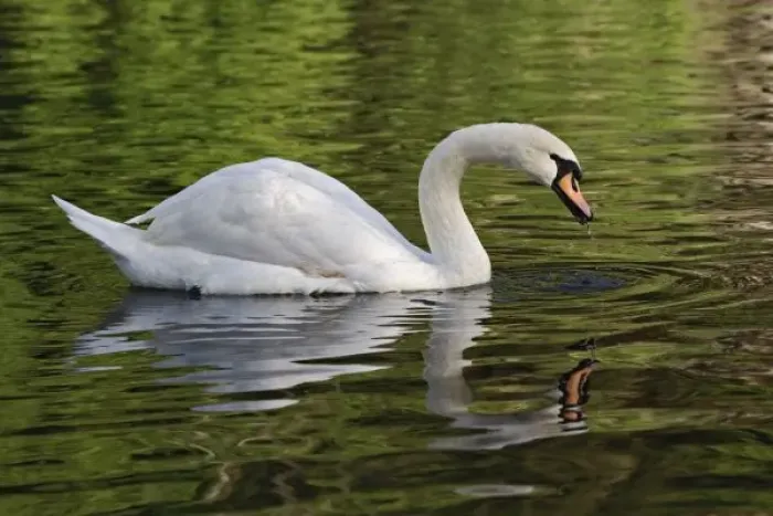 Framed Print : Mute Swan (Cygnus olor) Louisville, Kentucky