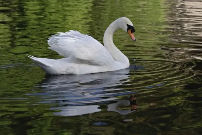 Framed Print : Mute Swan (Cygnus olor) Louisville, Kentucky Framed Print : Mute Swan (Cygnus olor) Louisville, Kentucky