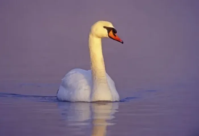 Framed Print : Mute Swan, Cygnus olor, male, Unterlunkhofen, Switzerland Framed Print : Mute Swan, Cygnus olor, male, Unterlunkhofen, Switzerland