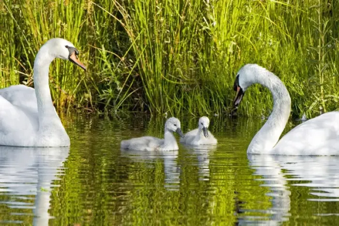 Framed Print : Mute swan, Cygnus olor, Stanley Park, British Columbia