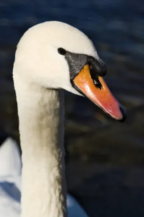 Framed Print : Mute Swan portrait, Lucerne, Switzerland, Cygnus olor