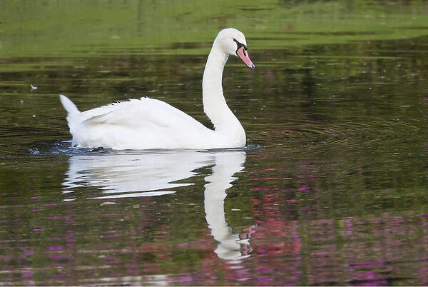 Mute Swan in small pond reflection springtime Middleton Place Plantation, South Carolina