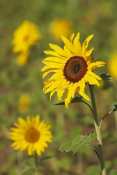 Myanmar, Inle Lake. Sunflowers