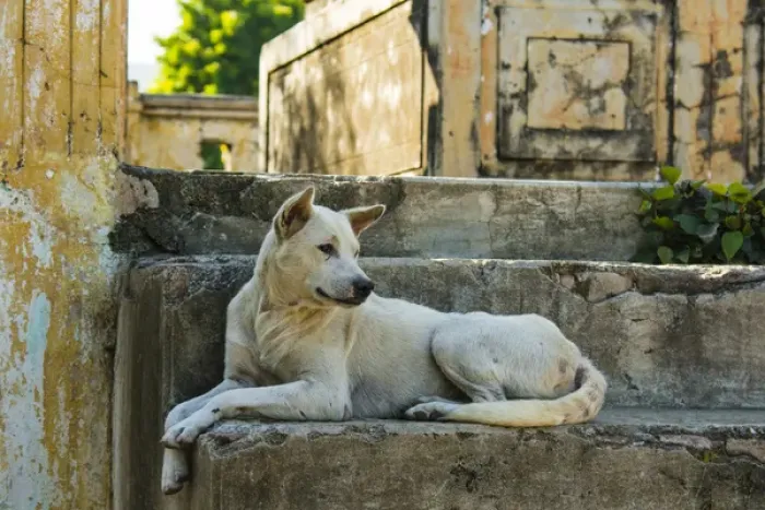 Framed Print : Myanmar. Mandalay. Mingun. Local dog rests in the shade Framed Print : Myanmar. Mandalay. Mingun. Local dog rests in the shade