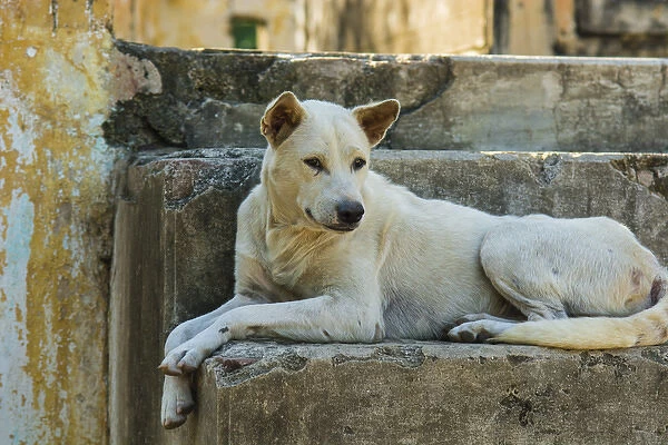 Myanmar. Mandalay. Mingun. Local dog rests in the shade