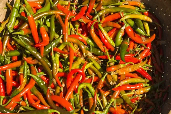 Framed Print : Myanmar. Mt Popa. Red and green chiles Framed Print : Myanmar. Mt Popa. Red and green chiles