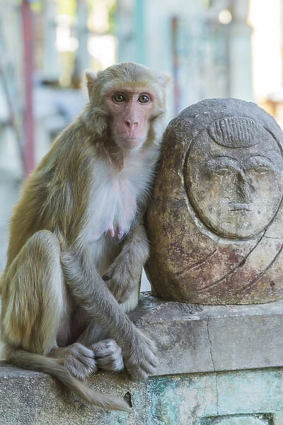 Myanmar. Mt Popa. Rhesus macaque resting next to a temple guardian