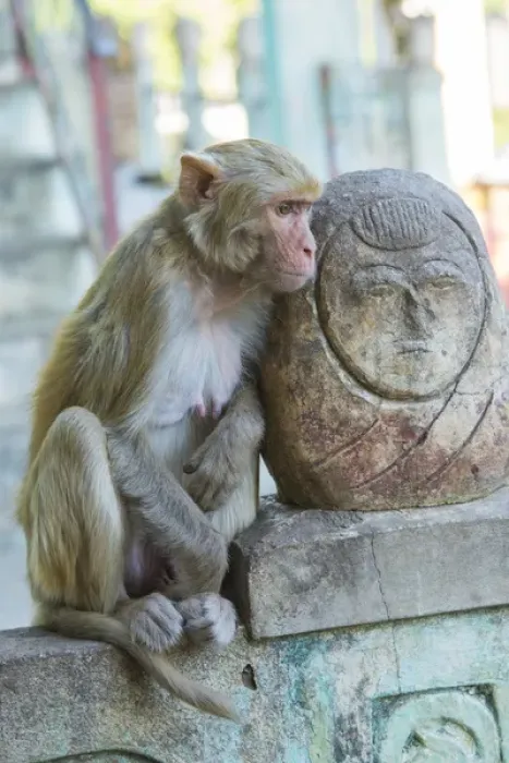 Framed Print : Myanmar. Mt Popa. Rhesus macaque resting next to a temple guardian Framed Print : Myanmar. Mt Popa. Rhesus macaque resting next to a temple guardian