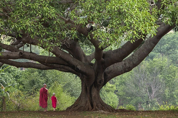 Myanmar, Pindaya. Buddhist monks under giant banyan tree