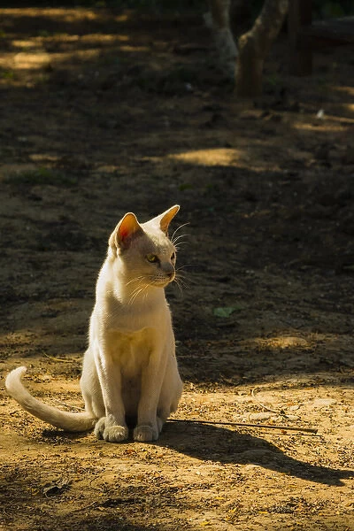 Myanmar. Shan State. Inle Lake. Inthar Heritage Center. Burmese cat