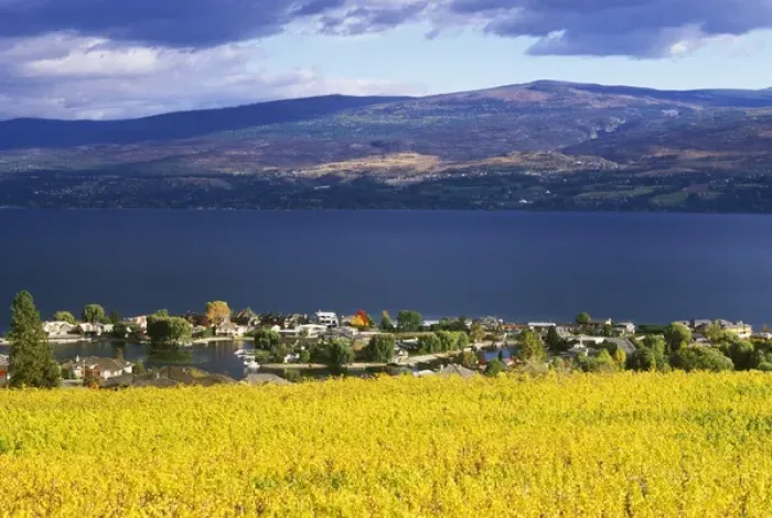 Framed Print : N. A. Canada, British Columbia, Okanagan Valley, Vineyard on Okanagan Lake Framed Print : N. A. Canada, British Columbia, Okanagan Valley, Vineyard on Okanagan Lake