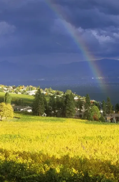 Framed Print : N. A. Canada, British Columbia, Okanagan Valley, Rainbow over Vineyard Framed Print : N. A. Canada, British Columbia, Okanagan Valley, Rainbow over Vineyard