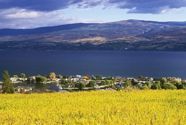 N. A. Canada, British Columbia, Okanagan Valley, Vineyard on Okanagan Lake