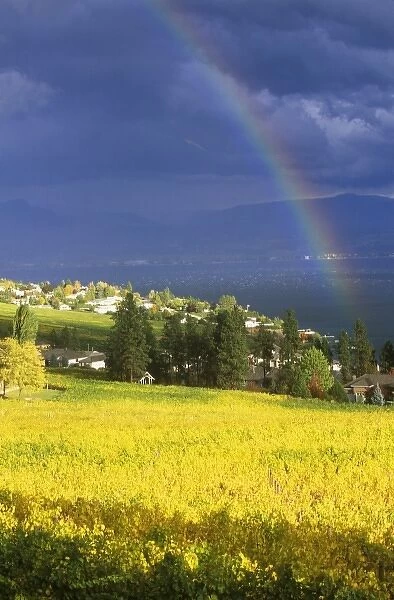 N. A. Canada, British Columbia, Okanagan Valley, Rainbow over Vineyard