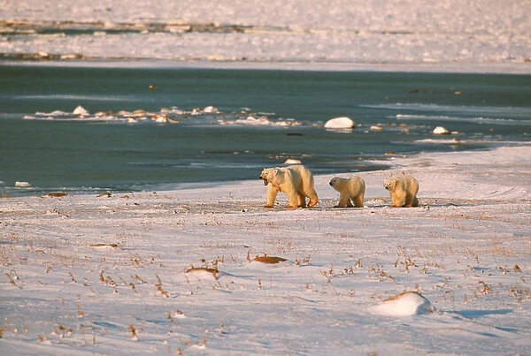 N. A, Canada, Manitoba, Chruchill Polar bear mother with cubs