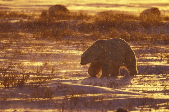 Framed Print : N. A. Canada, Manitoba, Churchill, Gordon Pt. Polar Bear at sunrise while snowing Framed Print : N. A. Canada, Manitoba, Churchill, Gordon Pt. Polar Bear at sunrise while snowing