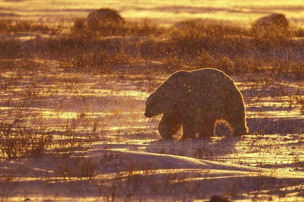 N. A. Canada, Manitoba, Churchill, Gordon Pt. Polar Bear at sunrise while snowing