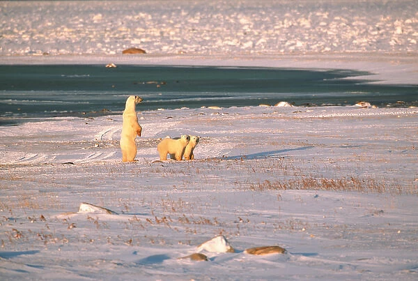 N. A, Canada, Manitoba, Churchill Polar bear mother with cubs