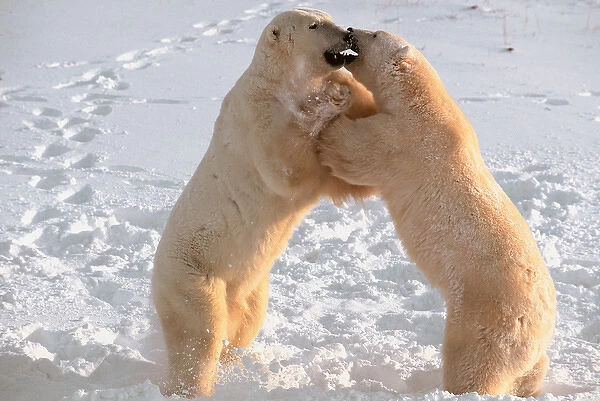 N. A, Canada, Manitoba, Churchill Polar Bear