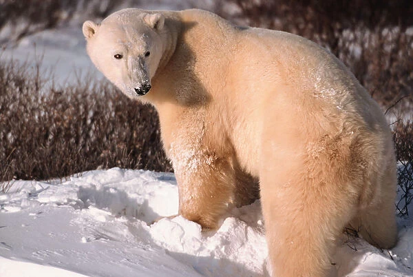 N. A, Canada, Manitoba, Churchill Polar Bear