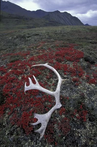 N. A. USA, Alaska, A. N. W. R. Caribou antler lies amid alpine bearberry in the Northern
