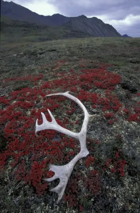 Framed Print : N. A. USA, Alaska, A. N. W. R. Caribou antler lies amid alpine bearberry in the Northern Framed Print : N. A. USA, Alaska, A. N. W. R. Caribou antler lies amid alpine bearberry in the Northern