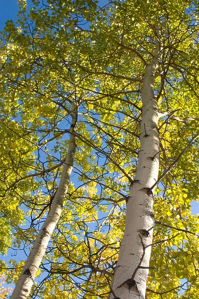 N. A. USA, Alaska. Aspen trees in autumn