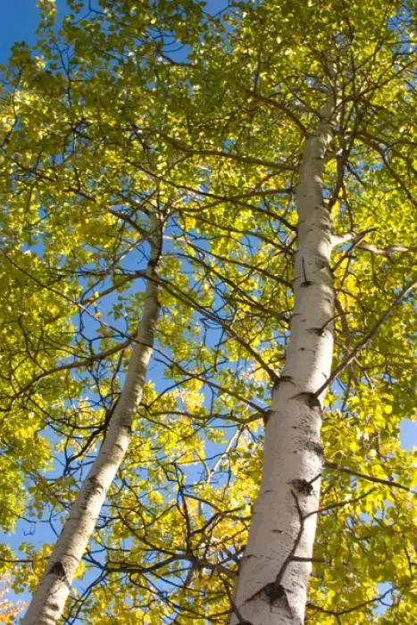 Framed Print : N. A. USA, Alaska. Aspen trees in autumn