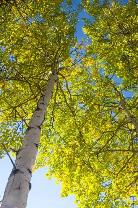 Framed Print : N. A. USA, Alaska. Aspen trees in autumn