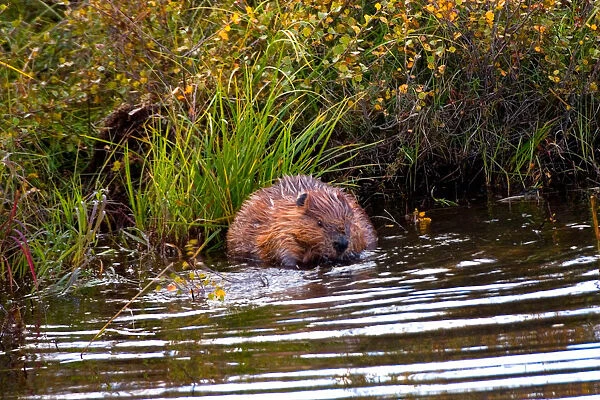 N. A. USA, Alaska. Beaver in pond in Denali National Park