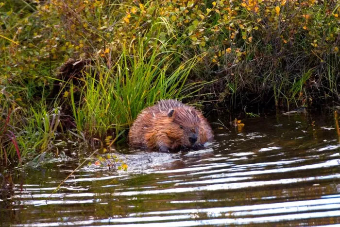 Framed Print : N. A. USA, Alaska. Beaver in pond in Denali National Park Framed Print : N. A. USA, Alaska. Beaver in pond in Denali National Park