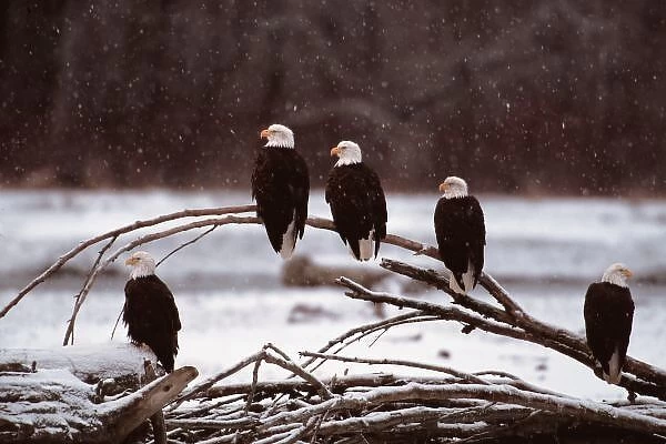 N. A. USA, Alaska Chilkat Bald Eagle Preserve, Bald Eagles
