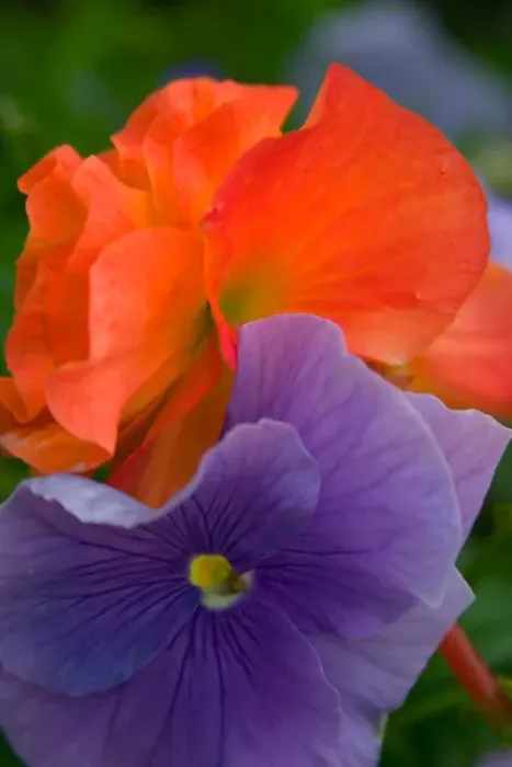Framed Print : N. A. USA, Alaska. Colorful pansies in a garden Framed Print : N. A. USA, Alaska. Colorful pansies in a garden