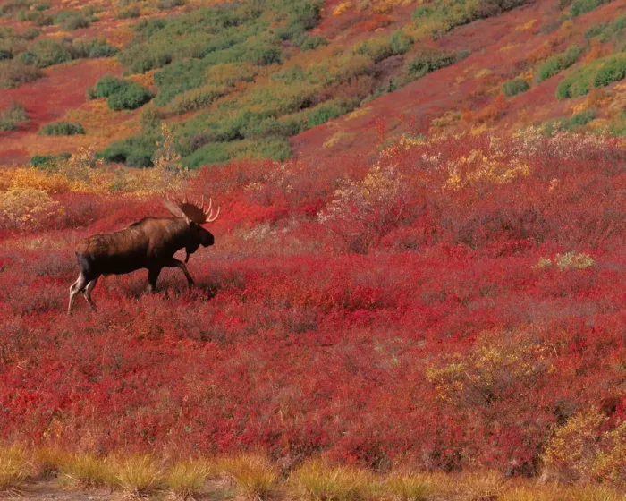 Framed Print : N. A. USA, Alaska, Denali Nat l Park Bull Moose - Alces alces