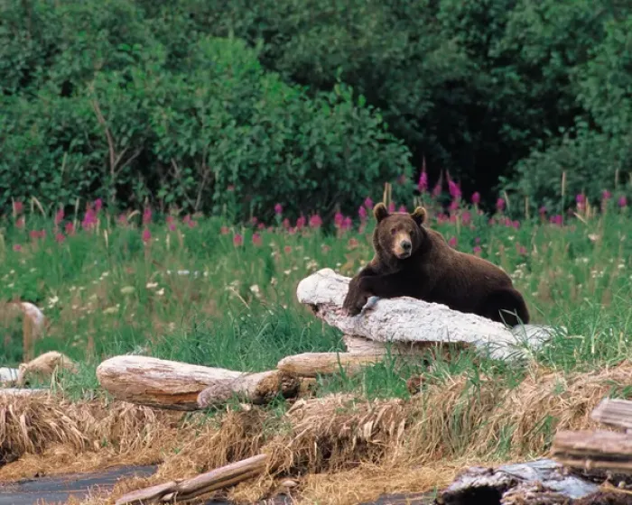Framed Print : N. A. USA, Alaska, Hallo Bay Brown Bear - Ursus arctos Framed Print : N. A. USA, Alaska, Hallo Bay Brown Bear - Ursus arctos