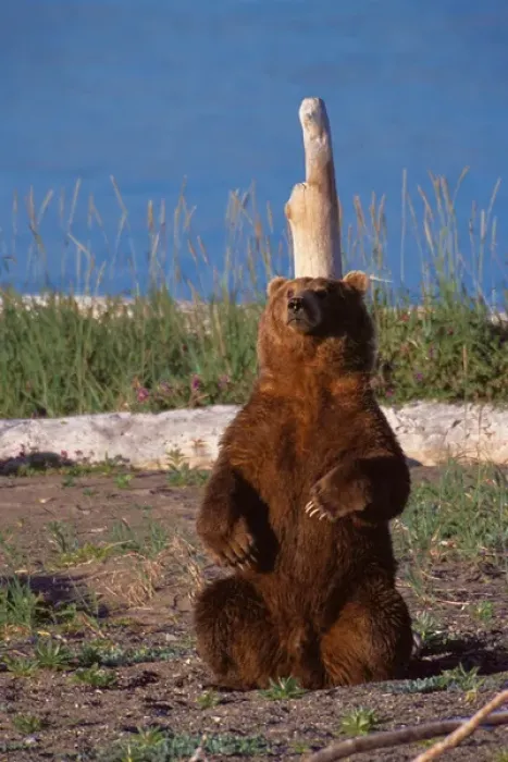 Framed Print : N. A. USA, Alaska, Hallo Bay Brown Bear - Ursus arctos Back scratching Framed Print : N. A. USA, Alaska, Hallo Bay Brown Bear - Ursus arctos Back scratching