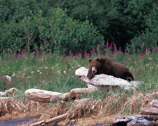 N. A, USA, Alaska, Hallow Bay Brown Bear - Ursus arctos