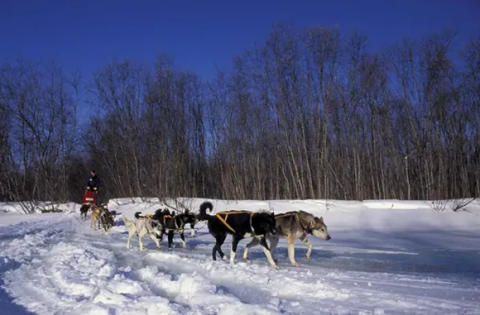 Framed Print : N. A. USA, Alaska, Iditarod Trail Doug Swinly races his dog sled in the 1994 Iditarod Framed Print : N. A. USA, Alaska, Iditarod Trail Doug Swinly races his dog sled in the 1994 Iditarod