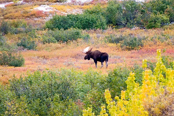N. A. USA, Alaska. Moose in Denali National Park