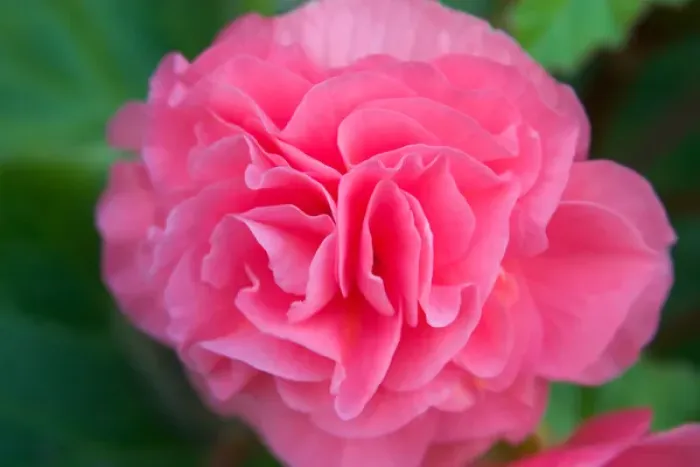 Framed Print : N. A. USA, Alaska. A pink begonia closeup Framed Print : N. A. USA, Alaska. A pink begonia closeup