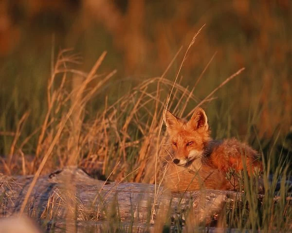 N. A. USA, Alaska Red Fox - Vulpes vulpes