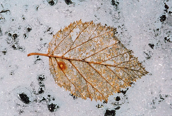 N. A. USA, Alaska Root Glacier, St. Elais National Park Macro Leaf on Glacier