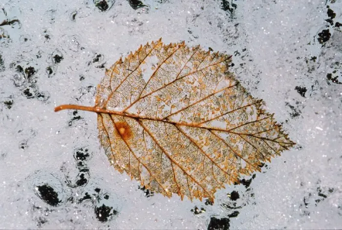 Framed Print : N. A. USA, Alaska Root Glacier, St. Elais National Park Macro Leaf on Glacier Framed Print : N. A. USA, Alaska Root Glacier, St. Elais National Park Macro Leaf on Glacier