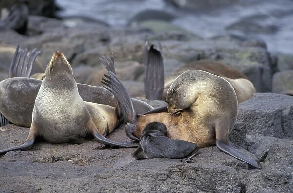 N. A. USA, Alaska, St. Paul Island. Northern fur seals (Callorhinus ursinus)
