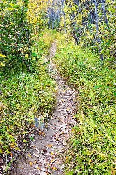 N. A. USA, Alaska. Trail behind Kantishna Roadhouse in Denali National Park