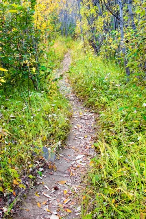 Framed Print : N. A. USA, Alaska. Trail behind Kantishna Roadhouse in Denali National Park Framed Print : N. A. USA, Alaska. Trail behind Kantishna Roadhouse in Denali National Park