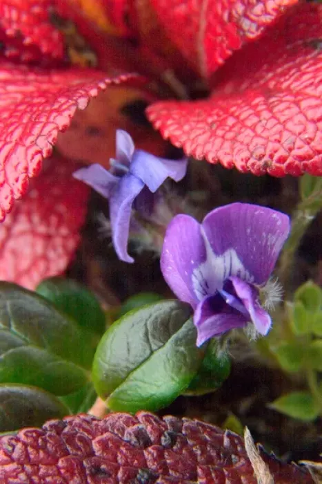 Framed Print : N. A. USA, Alaska. Violets in the Alaska tundra Framed Print : N. A. USA, Alaska. Violets in the Alaska tundra